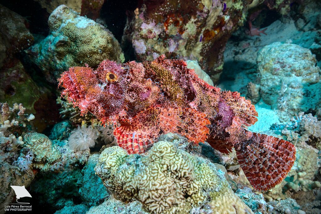 Tasseled Scorpionfish