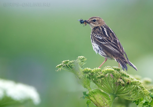Pipit de la Petchora