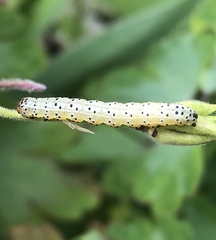 Pyrrhia exprimens
