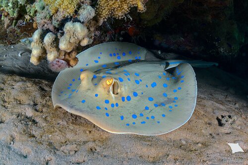 Bluespotted Fantail Ray, photo 2 of 10