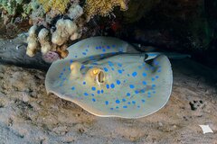 Reef Stingray photo 2