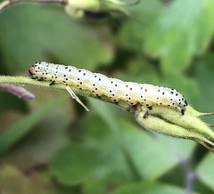 Pyrrhia exprimens