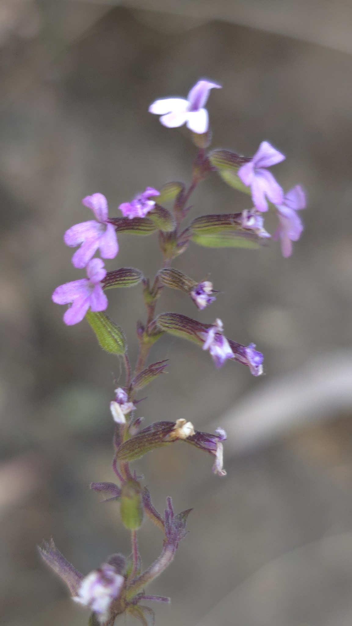 Clinopodium abyssinicum