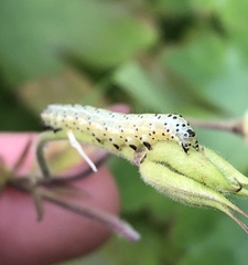 Pyrrhia exprimens