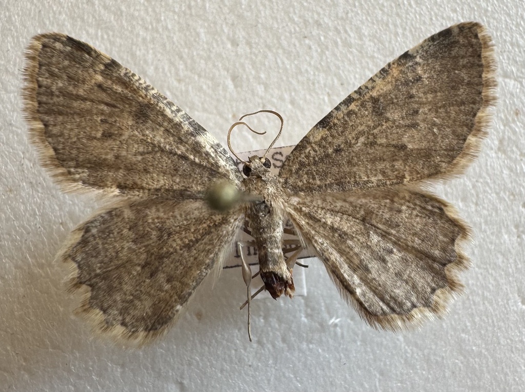 Charissa pallescens