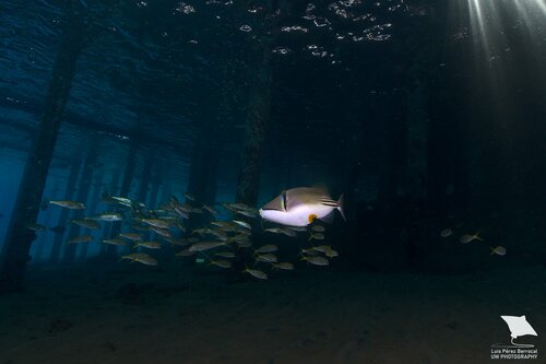 Arabian Picasso Triggerfish — seen at this dive site