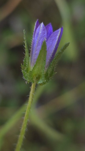 Campanula edulis, photograph 2
