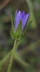 Campanula edulis, photograph (c) Petra Holland, some rights reserved (CC BY)