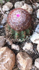 Melocactus stramineus