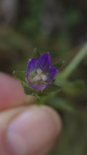 Campanula edulis, photograph 3