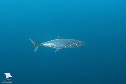 Narrow-banded Spanish Mackerel