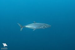 Narrow-Barred Spanish Mackerel photo 4