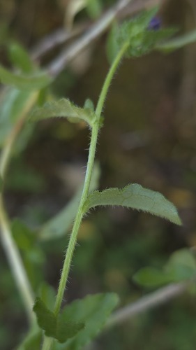 Campanula edulis, photograph 4