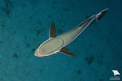 Sharksucker photo 2
