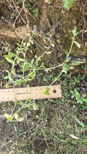 Anwak (Campanula edulis)