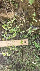 Campanula edulis