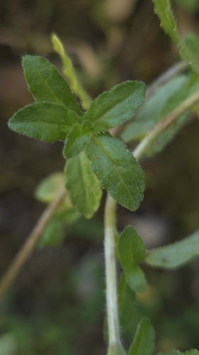 Campanula edulis, photograph 5