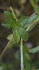 Campanula edulis, photograph (c) Petra Holland, some rights reserved (CC BY)