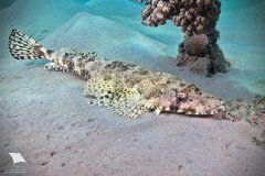 Tentacled Flathead photo 2