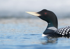 Yellow-Billed Loon photo 3