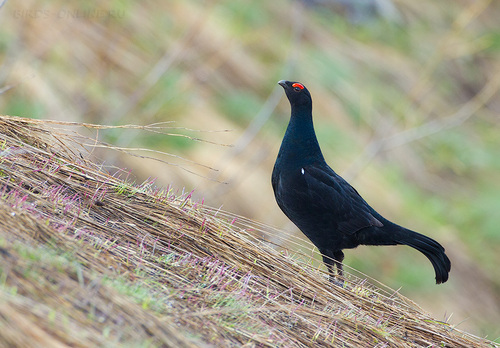 Caucasian Grouse, Karachay-Cherkess, RU, photo 5 of 10