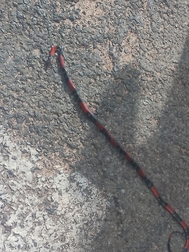 Guibe's Flame Snake