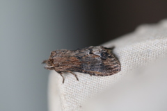 Dasylophia thyatiroides