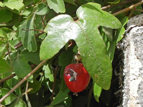 Foto de Maracujá-de-cerca