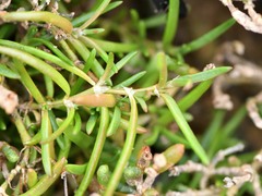 Spergularia tasmanica