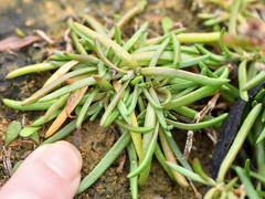 Spergularia tasmanica