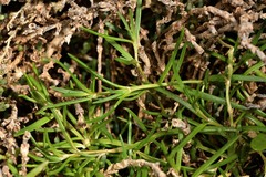 Spergularia tasmanica