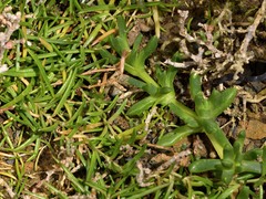 Spergularia tasmanica