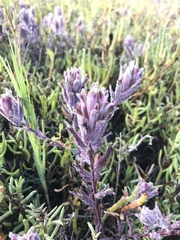 Chloropyron maritimum maritimum