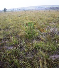 Leucadendron elimense elimense