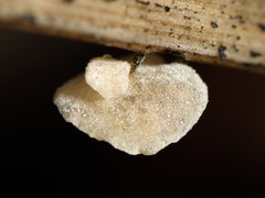 Marasmiellus bonii