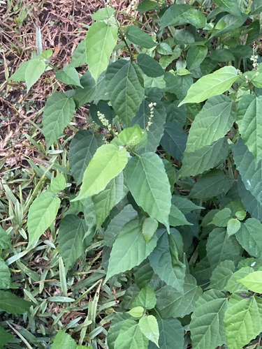 Mallotus oppositifolius (Mallotus oppositifolius)