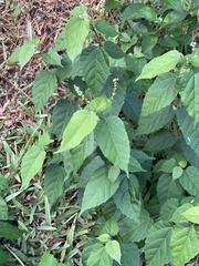 Mallotus oppositifolius (Mallotus oppositifolius)