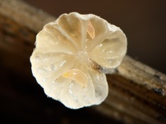 Marasmiellus bonii