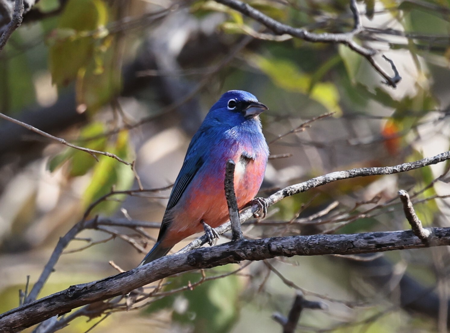 Rose-bellied Bunting (Passerina rositae), photo 3