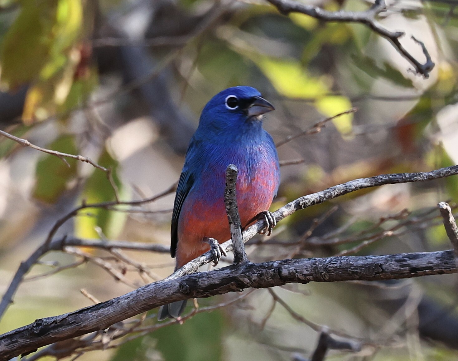 Rose-bellied Bunting (Passerina rositae), photo 4
