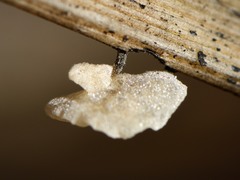 Marasmiellus bonii