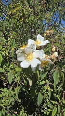 Rosa abyssinica, photograph (c) Petra Holland, some rights reserved (CC BY)