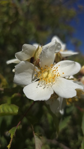 Abyssinian rose (Rosa abyssinica)
