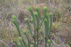 Leucadendron elimense elimense