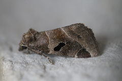 Plagiomimicus pityochromus