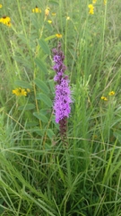 Liatris pycnostachya
