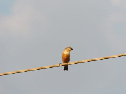 Marsh Seedeater (Sporophila palustris), photo 6