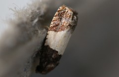 Epiblema tripartitana