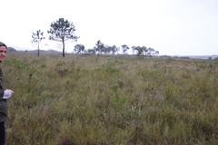 Leucadendron elimense elimense