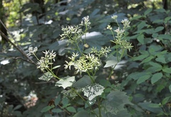 Arnoglossum reniforme